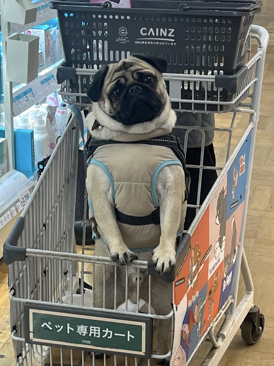 パグのぱぴぷぺ、パポ！ (@papo0424) / Posts / X