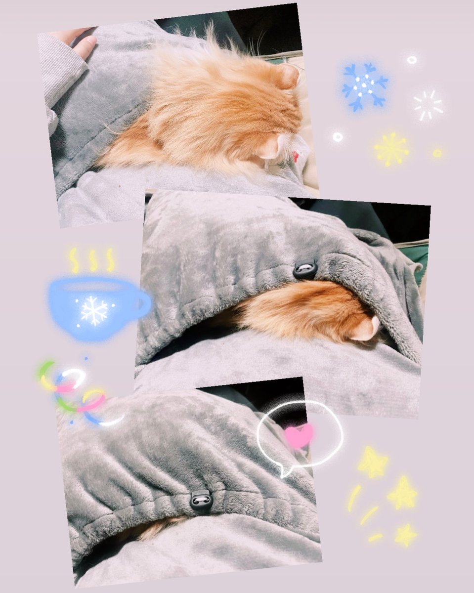 お腹のポッケにネコちゃん入れて温もってる冬、最高❄️