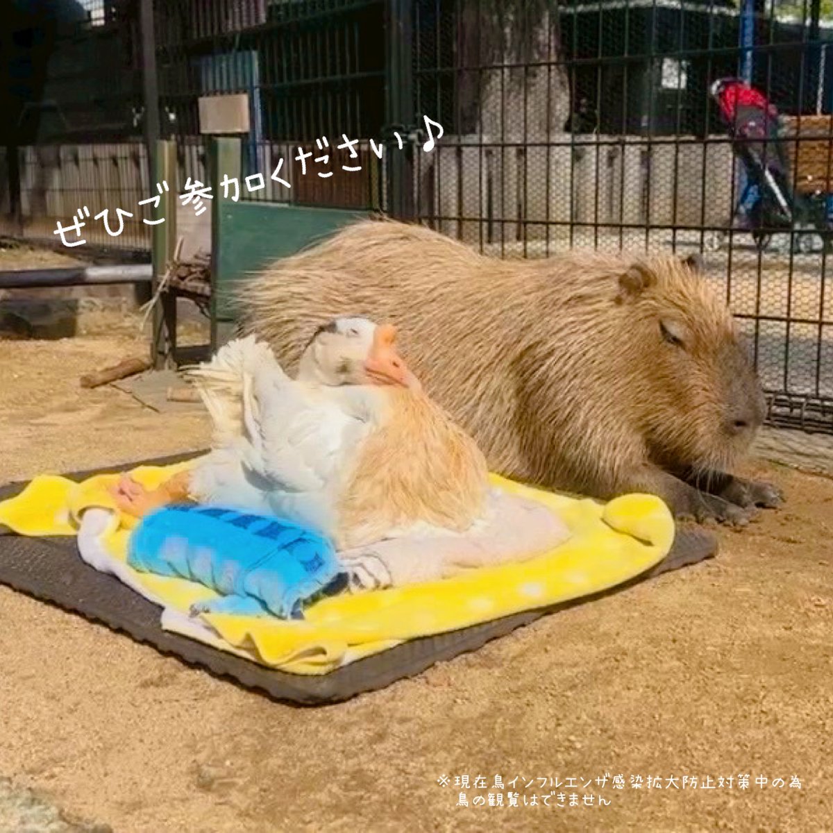 この2SHOT📸かわいすぎる。 このカピバラさん目が少し開いてるよね