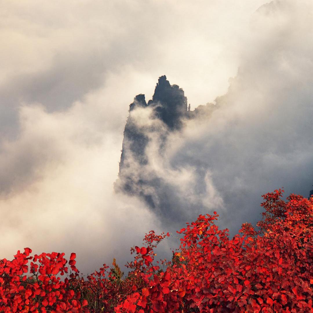 Trip's tweet image. Best Wushan, Best Three Gorges
1.2 million mu of fiery red leaves blaze across the Yangtze Three Gorges, weaving a breathtaking late autumn tapestry! Cruise the gorges to watch crimson reflections ripple on the water, hike the trails to immerse yourself in the sea of leaves, or…