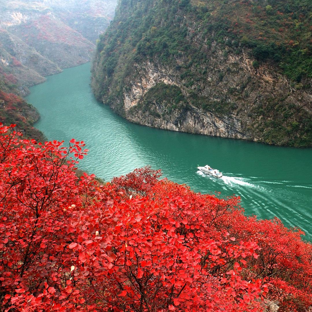 Trip's tweet image. Best Wushan, Best Three Gorges
1.2 million mu of fiery red leaves blaze across the Yangtze Three Gorges, weaving a breathtaking late autumn tapestry! Cruise the gorges to watch crimson reflections ripple on the water, hike the trails to immerse yourself in the sea of leaves, or…