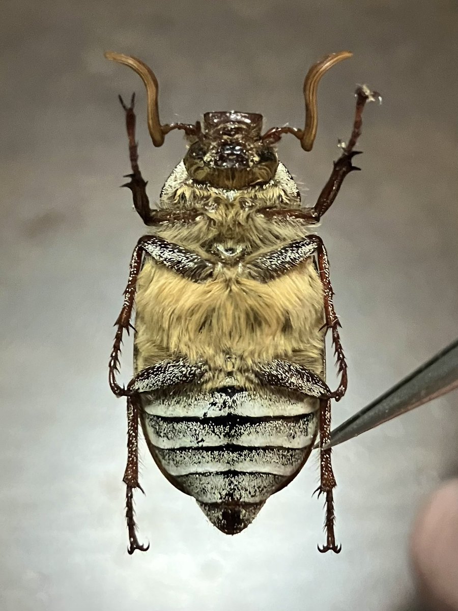 Polyphylla decemlineata from CANADA
カナダのシロスジコガネ

白の縦線と黄緑の微毛が綺麗なコガネムシ。
現地ではten-lined June beetleとか呼ばれ、農業害虫でもあるらしい。
よって、普通種、でも好きだな。

種名もラテン語で10の線だし、トシロスジコガネと呼ぶ(勝手に和名)