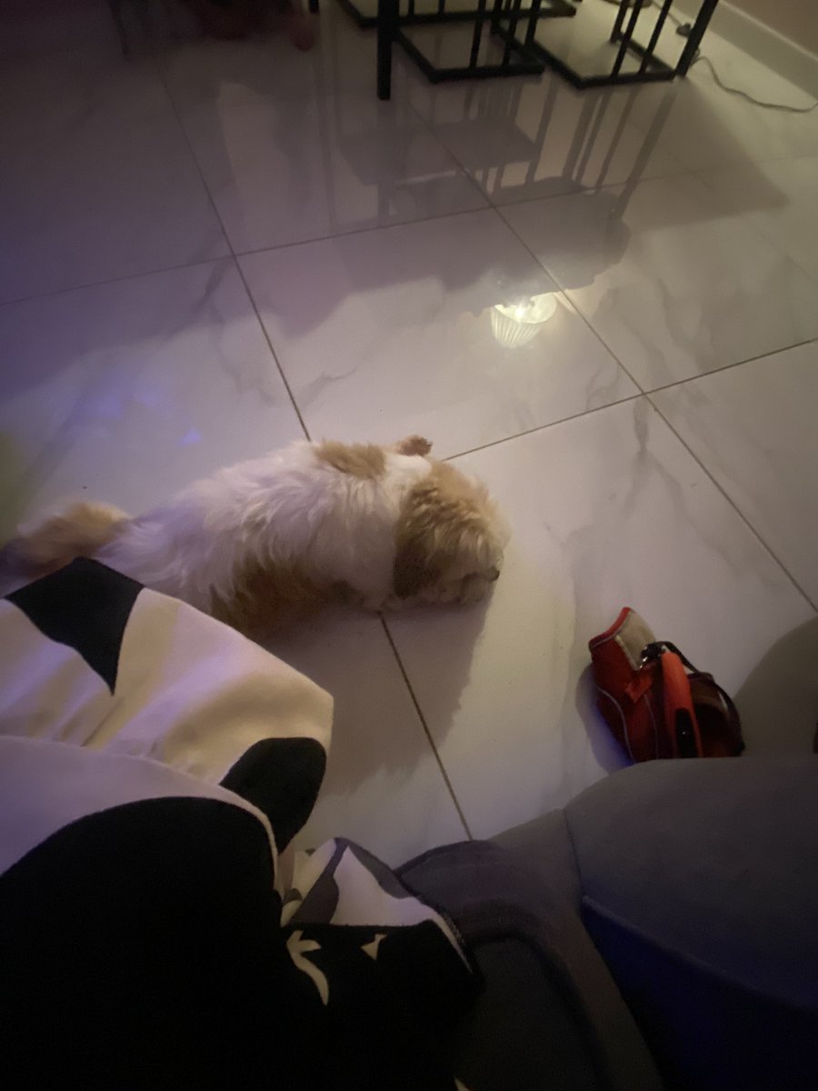 Was watching my friends dog and went for a walk, I fell and a skint my knee, I dropped his lead and instead of sprinting off think he knew something was wrong and stayed with me until I got up. Love dogs.