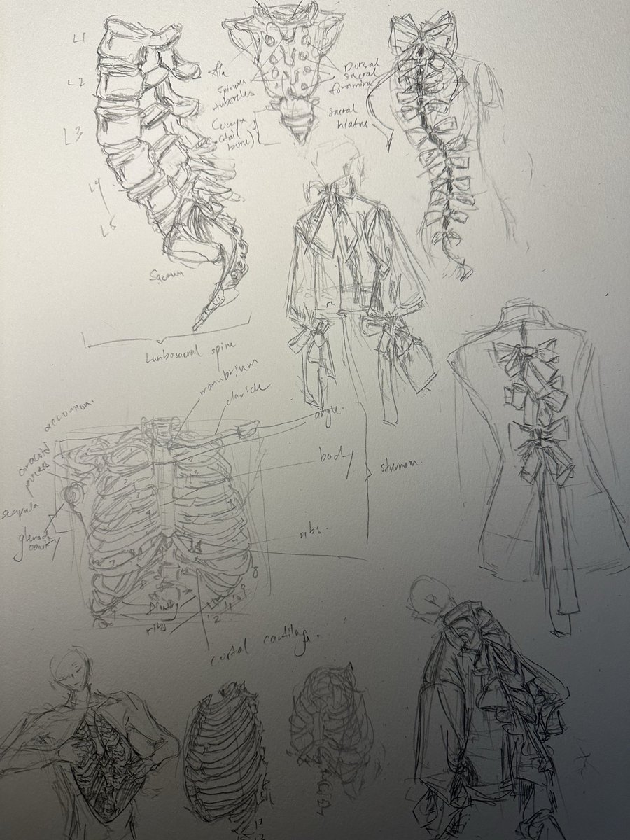 sardinesdraw's tweet photo. Ribbon 🤝 spine

#日々描く
#rkgk 
#anatomy 
#sketches 
#study https://t.co/Xwl3y0qOfE