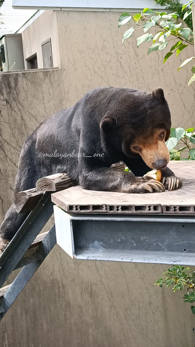 chizu_xiang (@kobuchizu0612) / Posts / X