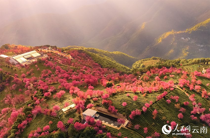 PDChinese's tweet image. 【彩雲之南春歸早 無量山萬株櫻花迎冬綻放】當北方還在雪花飄飄，藏在雲南省大理白族自治州南澗彝族自治縣無量山裡的櫻花谷已經迎來“春天”——12月以來，櫻花谷的萬株冬櫻花次第盛開。