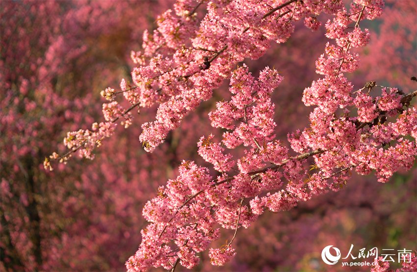 PDChinese's tweet image. 【彩雲之南春歸早 無量山萬株櫻花迎冬綻放】當北方還在雪花飄飄，藏在雲南省大理白族自治州南澗彝族自治縣無量山裡的櫻花谷已經迎來“春天”——12月以來，櫻花谷的萬株冬櫻花次第盛開。