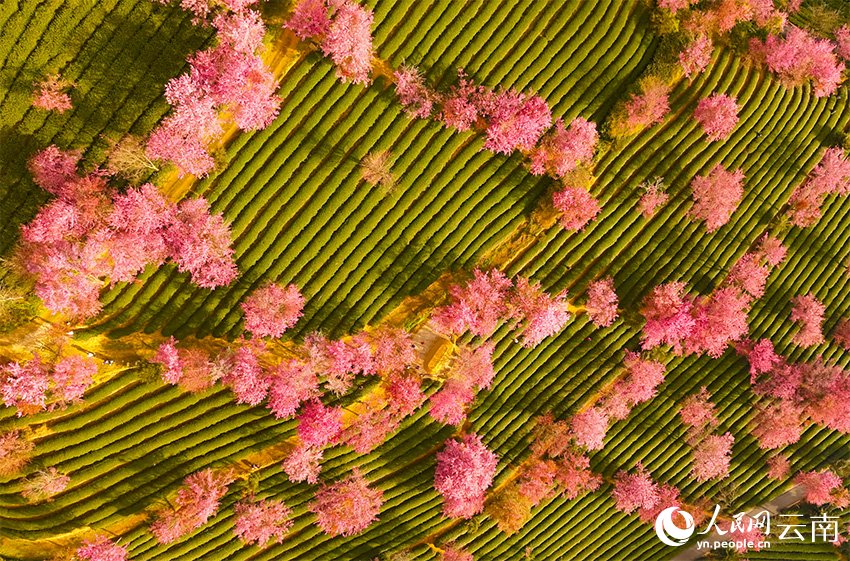 PDChinese's tweet image. 【彩雲之南春歸早 無量山萬株櫻花迎冬綻放】當北方還在雪花飄飄，藏在雲南省大理白族自治州南澗彝族自治縣無量山裡的櫻花谷已經迎來“春天”——12月以來，櫻花谷的萬株冬櫻花次第盛開。