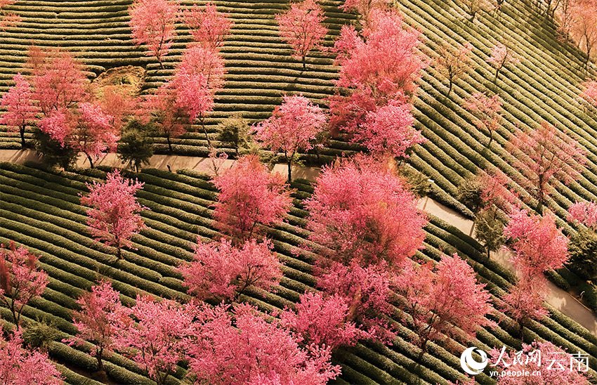 PDChinese's tweet image. 【彩雲之南春歸早 無量山萬株櫻花迎冬綻放】當北方還在雪花飄飄，藏在雲南省大理白族自治州南澗彝族自治縣無量山裡的櫻花谷已經迎來“春天”——12月以來，櫻花谷的萬株冬櫻花次第盛開。