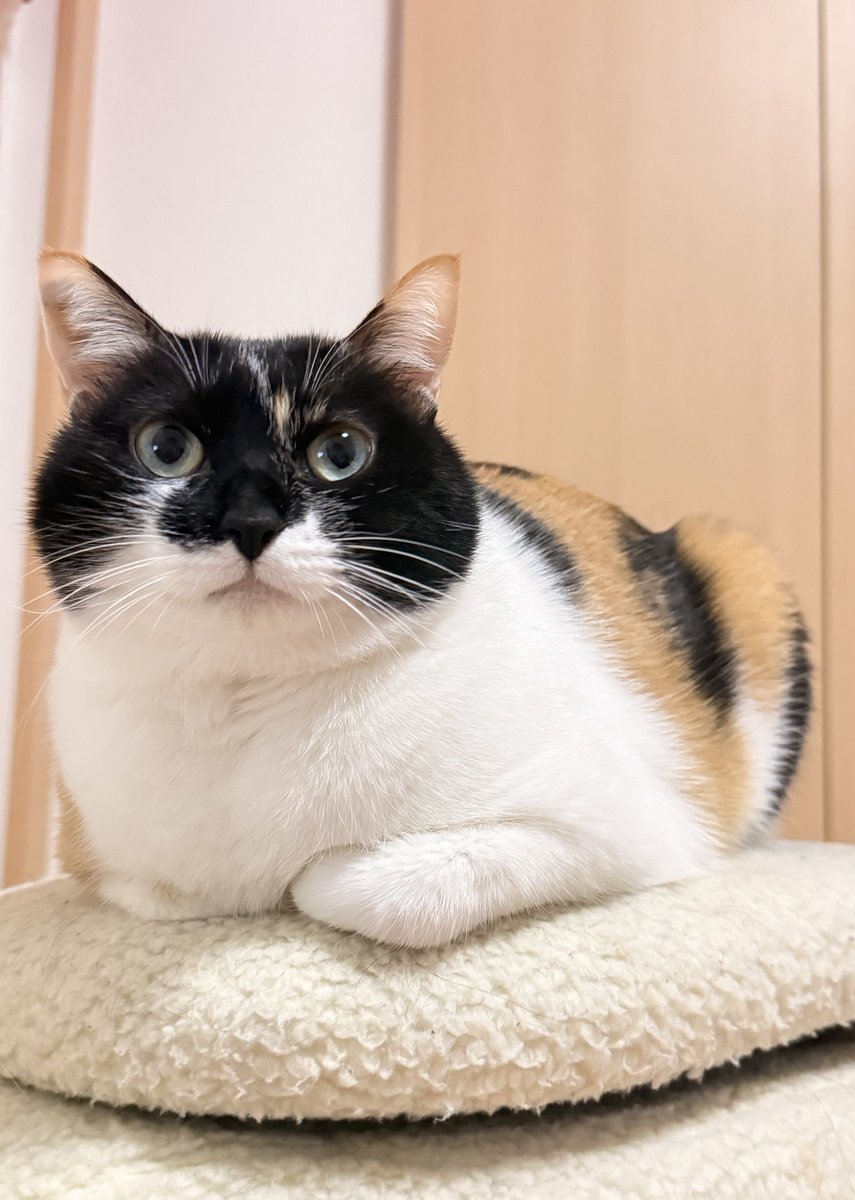 ニャンゲ・モフフモフ (@nokoya) / Posts / X