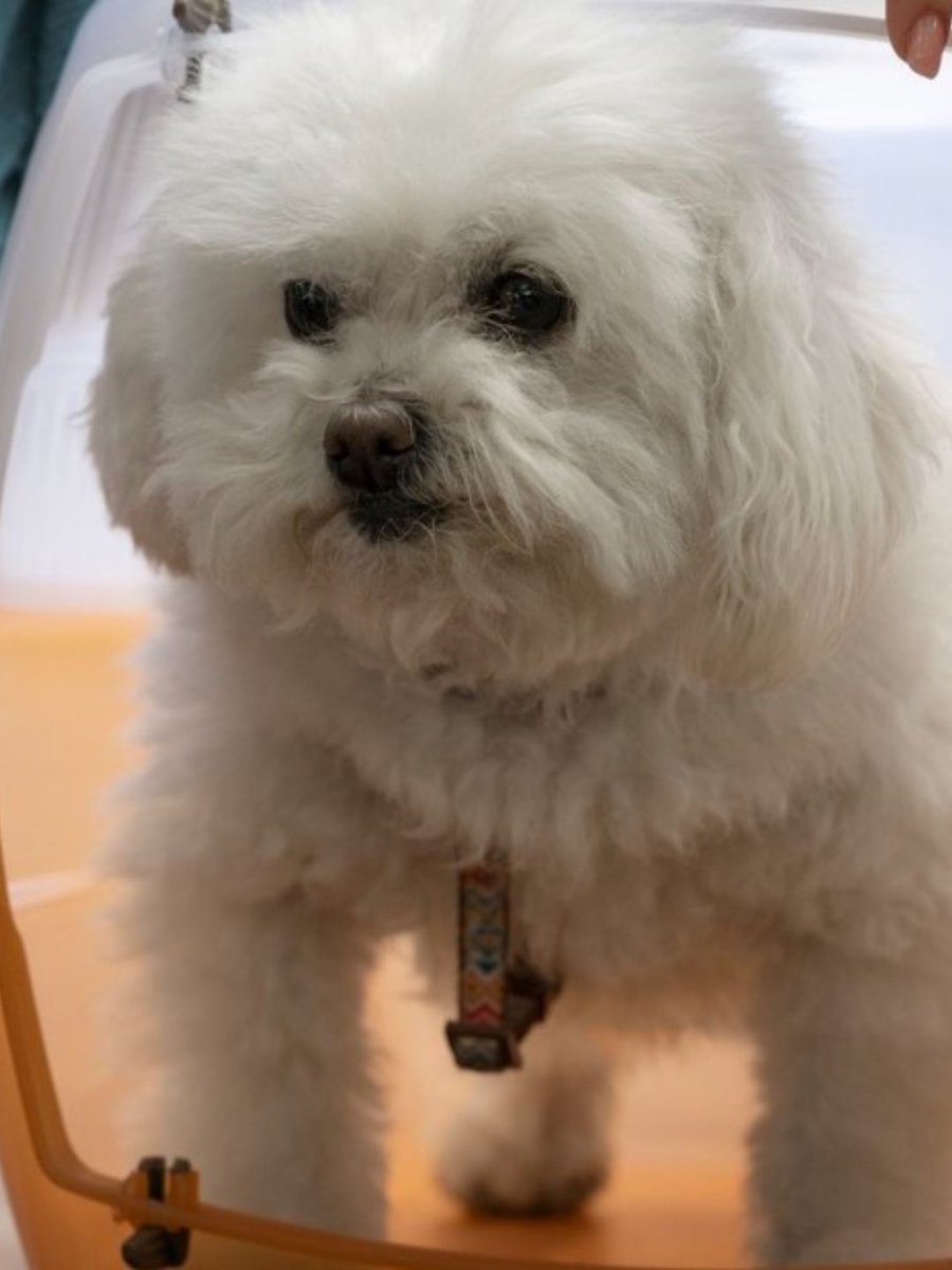 LOS ANIMALES DOMÉSTICOS PODRÁN VIAJAR EN TRENES Y MICROS DE LARGA DISTANCIA

El Gobierno habilitó el traslado de animales domésticos en trenes y micros de larga distancia. Cada pasajero podrá llevar una mascota en transportín cerrado, con vacunas al día y bajo su responsabilidad.