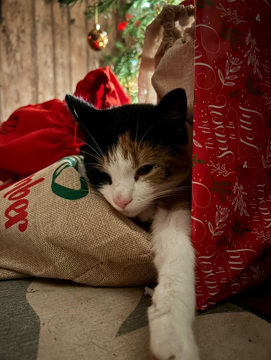 Creative Mojo Ltd tweet media