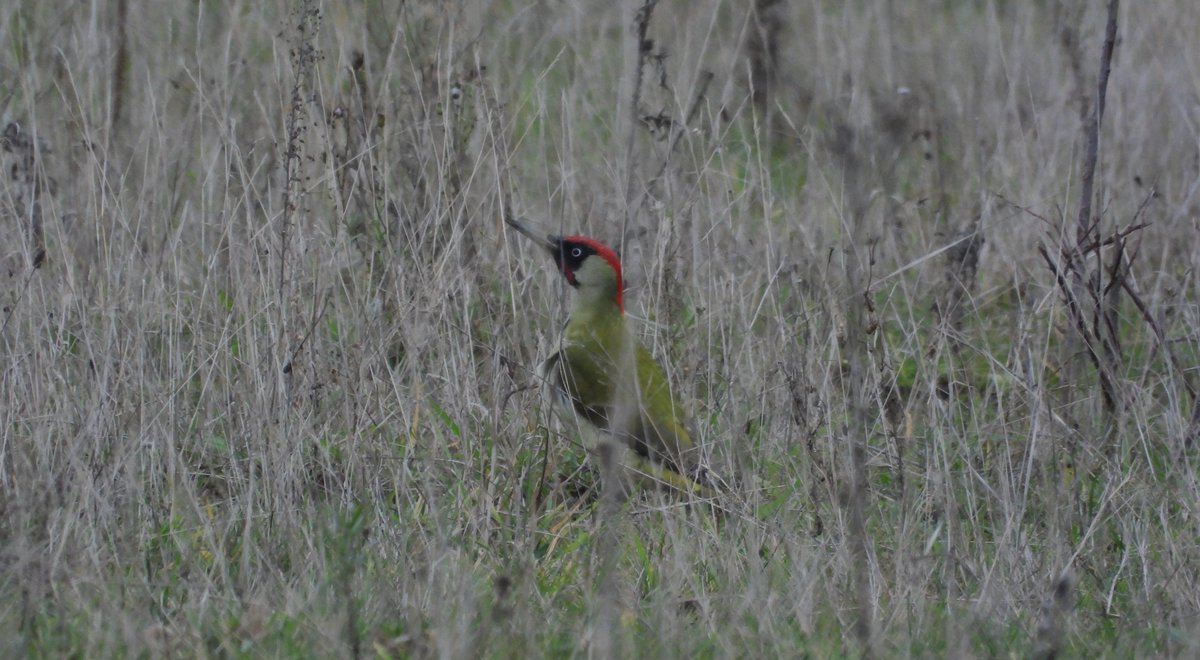 Het was grauw en koud vanmorgen....Foto's maken ging helemaal niet zo donker....eentje dan de groene specht in de Kooy. 
Voor jullie nog een fijne middag en een gezellige avond en graag tot morgen!