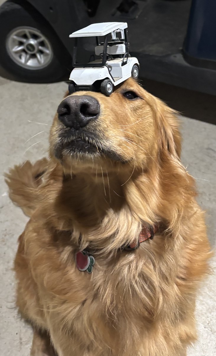 Golden Retriever Mark Franz tweet media