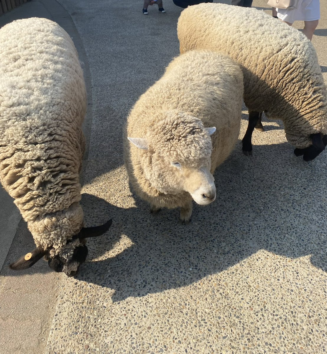 寒いのと残業続きで虚無
何かワクワクすることもっとしたいしモフモフしてたい~~~