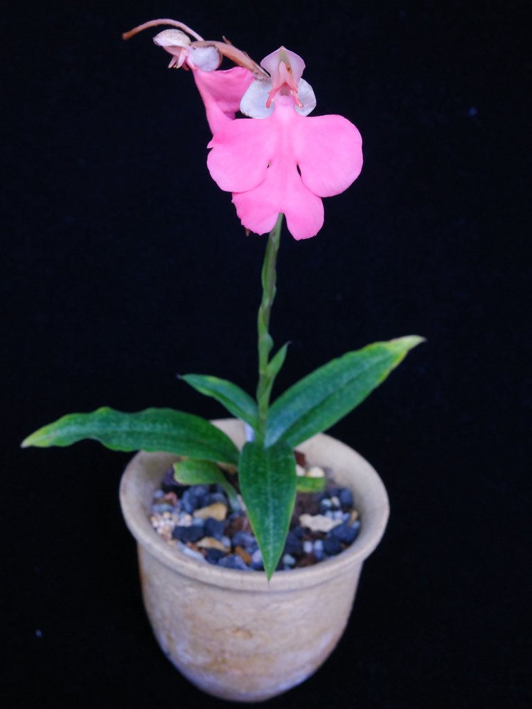 蘭丸 鬱罹患中 もォやだ！ (@RanmaruZooBoy) / Posts / X