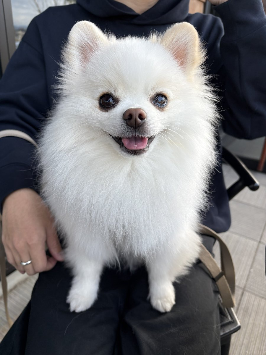 ポメラニアン サブロー 低浮上 (@naaasan3000) / Posts / X
