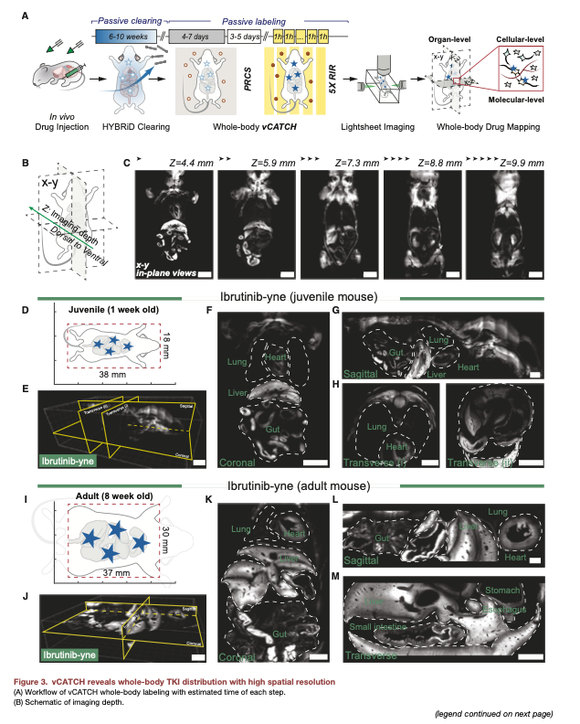 NikoMcCarty's tweet photo. How to locate a drug through the entire body.

A new technique, vCATCH, was used to visualize where cancer drugs bind throughout an entire mouse at single-cell resolution. This seems like a useful way to figure out why some drugs cause unintended side effects, or to refine drugs to target tissues more precisely.

There are other ways to track where cells go in the body, of course. For example, drugs can be tagged with radioactive labels and then radioactive imaging used to quantify where the molecules accumulate. But this is not single-cell resolution.

For this paper, the authors studied two cancer drugs: Afatinib, which targets EGFR and is used to treat non-small cell lung cancer, and Ibrutinib, which targets BTK and is used to treat some blood cancers. Both of these drugs can cause brutal side effects (like skin reactions, jaundice, and other fun things) and both are covalent drugs, meaning they form permanent, atomic bonds with their protein targets.

The vCATCH method is really clever. It makes use of click chemistry, a type of reaction used to fuse molecules together using a copper catalyst. Without this copper catalyst, the reaction happens extremely slowly. At a high level, vCATCH works like this:

> Take a drug and chemically modify it to carry an alkyne group (a carbon-carbon triple bond.) This doesn’t usually change how the drug behaves in the body, but it could in some cases.
> Give the modified drug to mice (or another animal.) Wait. The drug binds to its target.
> Kill the animal. Keep it intact.
> “Clear” the tissue. In other words, literally make it more transparent. This is done using a method called HYBRiD clearing. There are several steps here, but the gist is that you want to eliminate lipids because they scatter light. A solvent, usually tetrahydrofuran, is used to do this.
> Drench the cleared tissue with copper. Let it seep into the tissue. (Remember that copper is needed for the click reactions to happen.)
> Add fluorescent dye molecules with azide groups (nitrogens that react with alkynes) to the tissue. These molecules seep inside and “click” together with the drug’s alkyne group.
> The tissue now has a bright, fluorescent dot everywhere the drug is located.
> Use lightsheet microscopy to locate the drugs’ locations.

The beauty of this method is that you can quantify not only how much of the drug went to each organ, but also which cell types in each organ are actually being targeted.

So with Afatinib, for example, they found that it went all over lung tissue (where EGFR is highly expressed; no surprise here), but also to glomeruli in the kidney’s cortex and to particular blood vessels in bone and the spleen. These targets were not previously known, and they might explain some of this drug's side effects or help other biotechs develop more precise variants.

This is a really nice paper. Recommend.