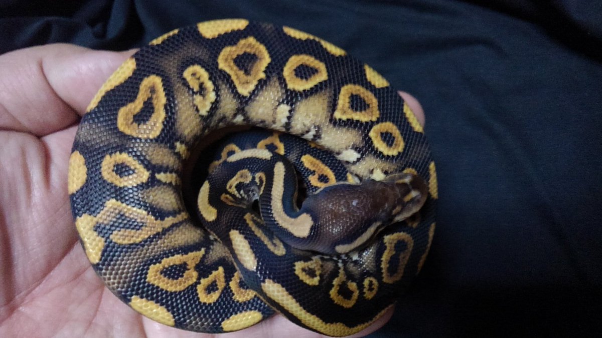 PINK REPTILES (@nao7o5p) / Posts / X