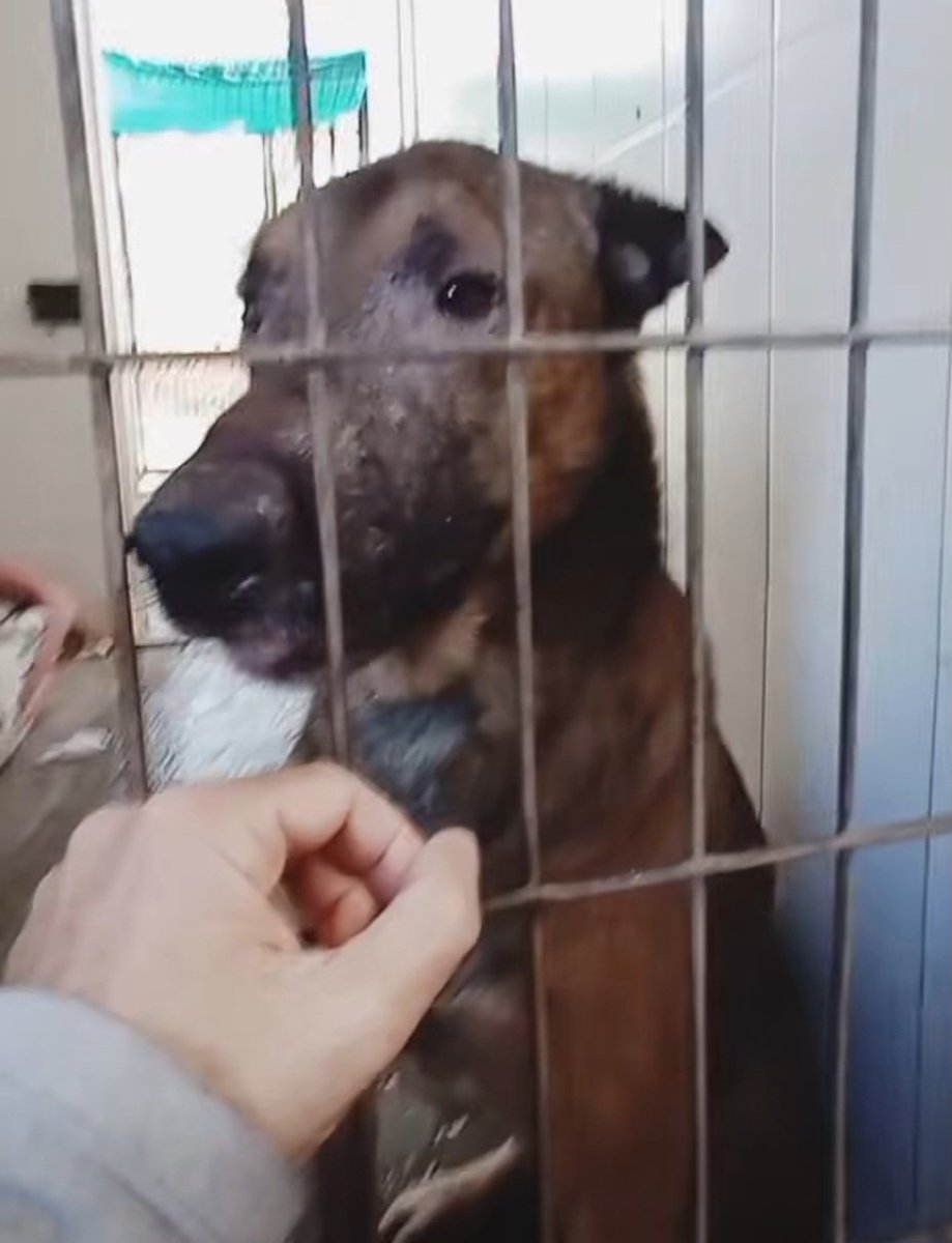 Doggy tuvo una movida con su exdueño que era mala persona y encima le llamaba Taliban,imaginaros el sujeto 😒
Ya esta en la perrera-Jerez,tiene 4 años y pesa 25 kg.
Es bueno y sociable con 🐕,hay que encontrarle un hogar pliss,te animas?🙏🙏🏿
Puede 🚗,llama ☎️ 652221178/699731330