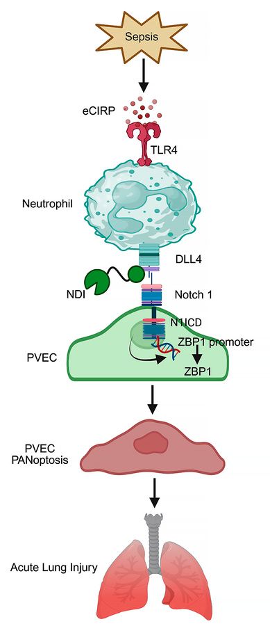 Journal of Clinical Investigation tweet media