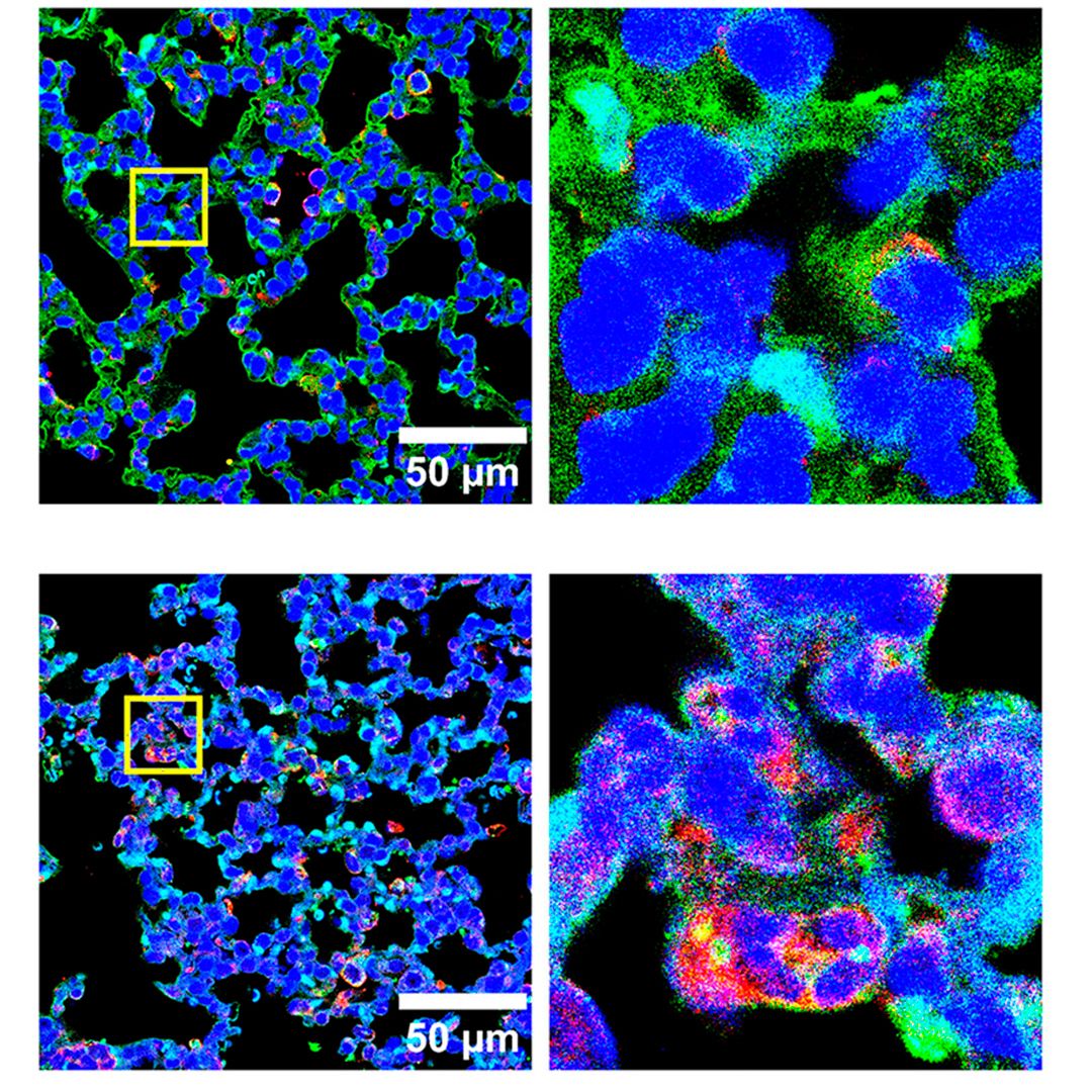 Journal of Clinical Investigation tweet media