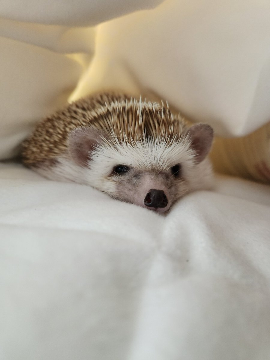 힝구된 눈 세상 불쌍하고 웃기고 귀여워