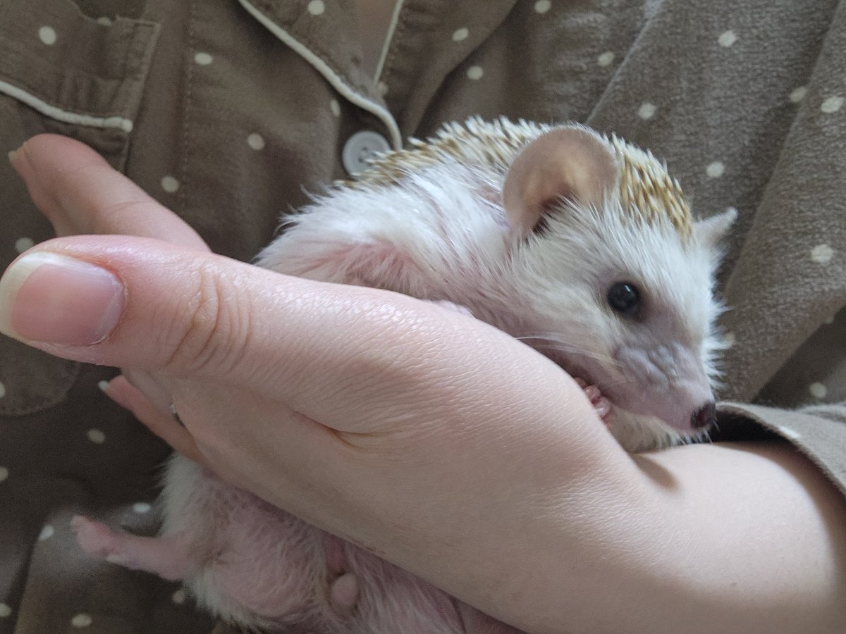 너무너무 긔여운 고슴도치는 언니에게 강제로 안기기 행을 당합니다
🦔 : 놔 라 !!!