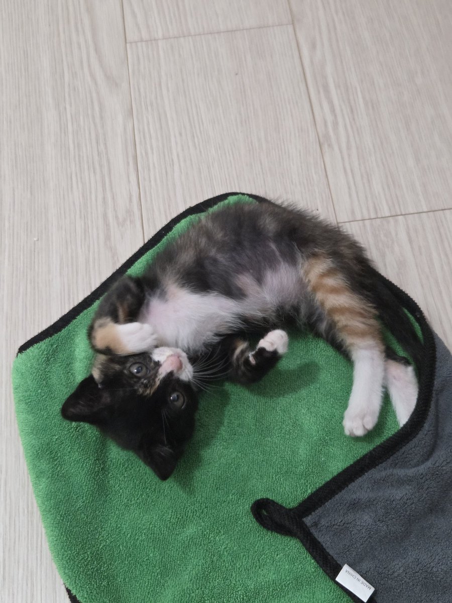 electron_butler's tweet photo. 오늘의 광명이

#고양이 https://t.co/STB4bI4mVX