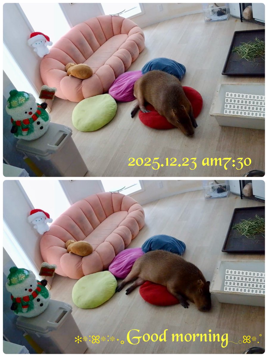 odd_eye222's tweet image. 今朝のマロンちゃん🌰
毎朝準備しながら仕事行く前にパワーもらってます🌰✨いつもありがとう☺️✨