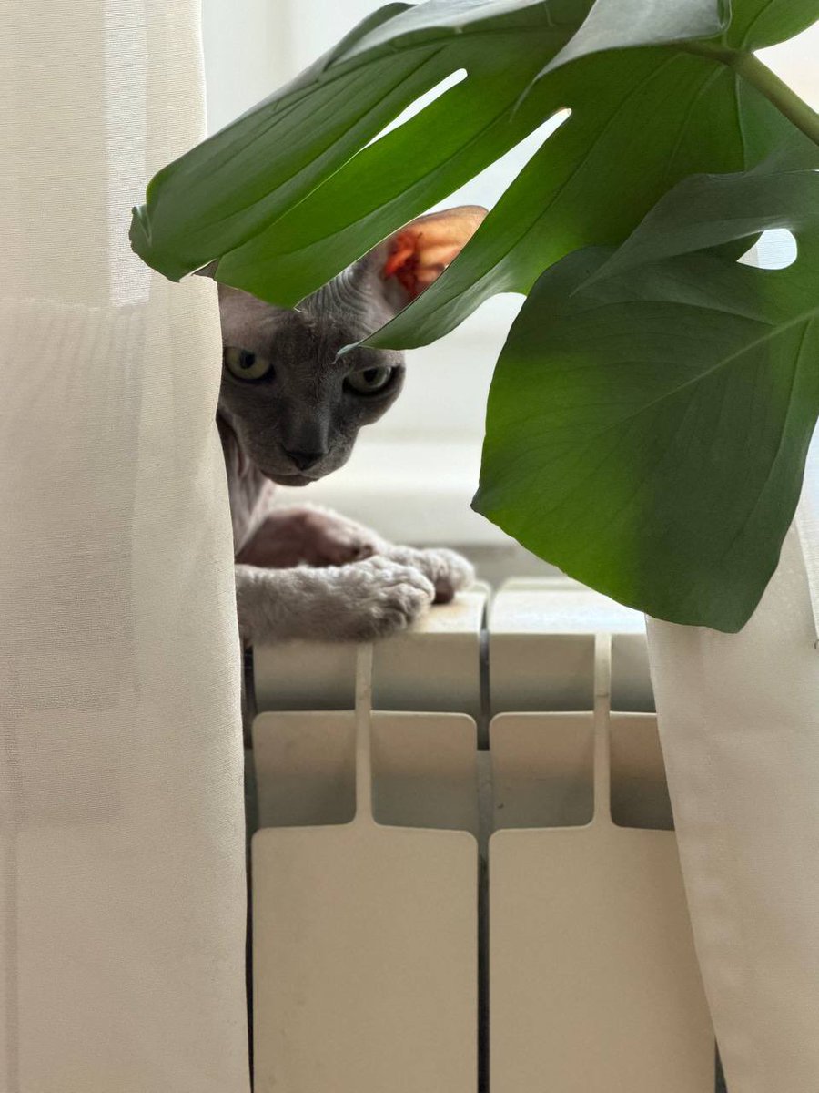 давайте я вам лучше кота покажу