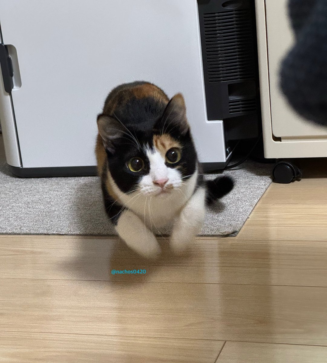 たーちゃんページ　すのぽぷあぷ(4人) ぶいすぽほぼ24_Day1 】ぶいすぽで大人数REPO！【 ぶいすぽ / 小雀とと