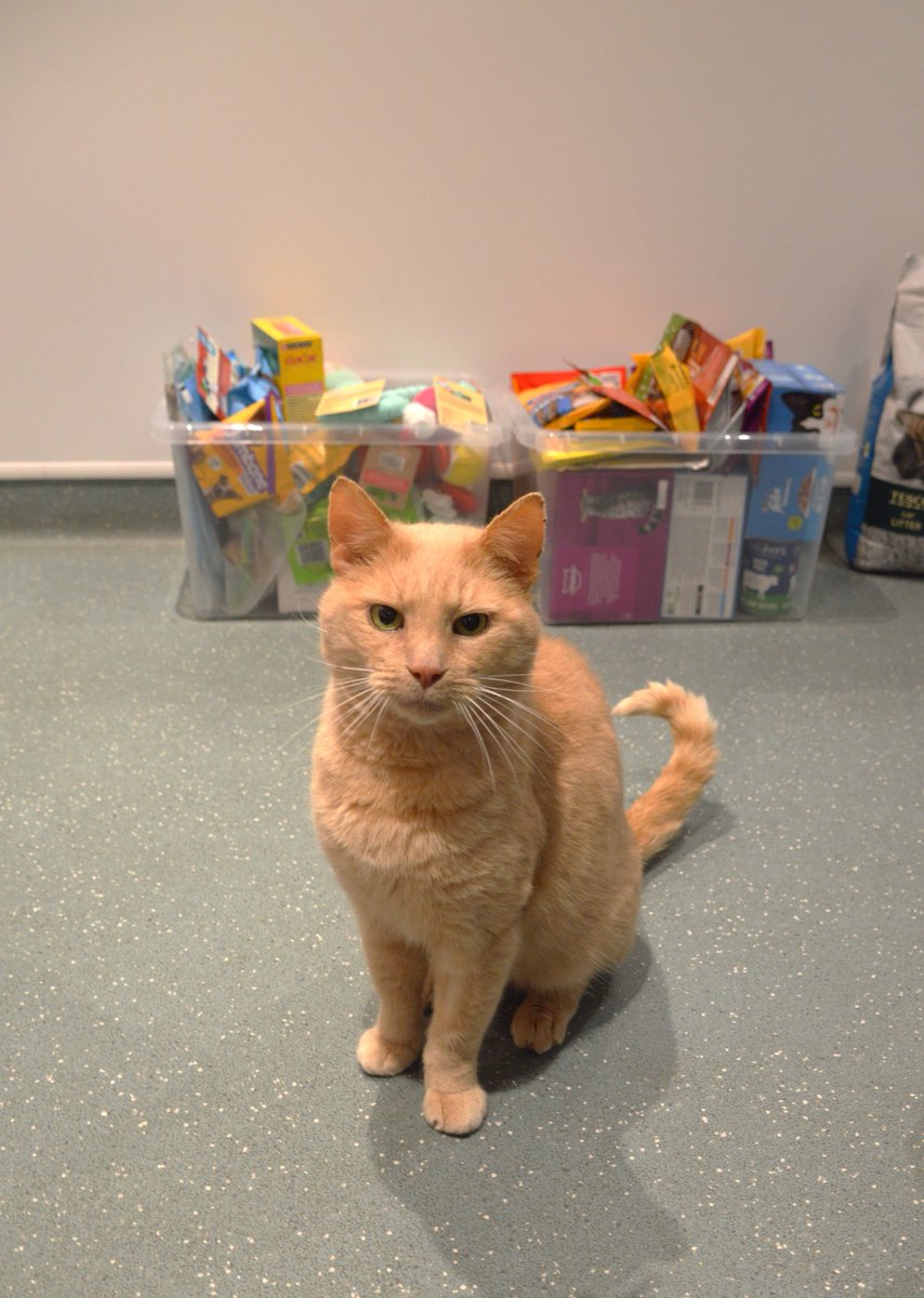 This Christmas, our team supported a local dogs &amp; cats home, donating essentials to bring comfort, care &amp; festive cheer to animals awaiting forever homes 🐶🐱✨