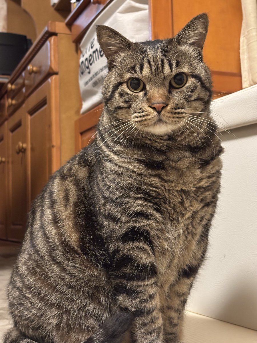 きじとら きじとら キジトラ - Search / X