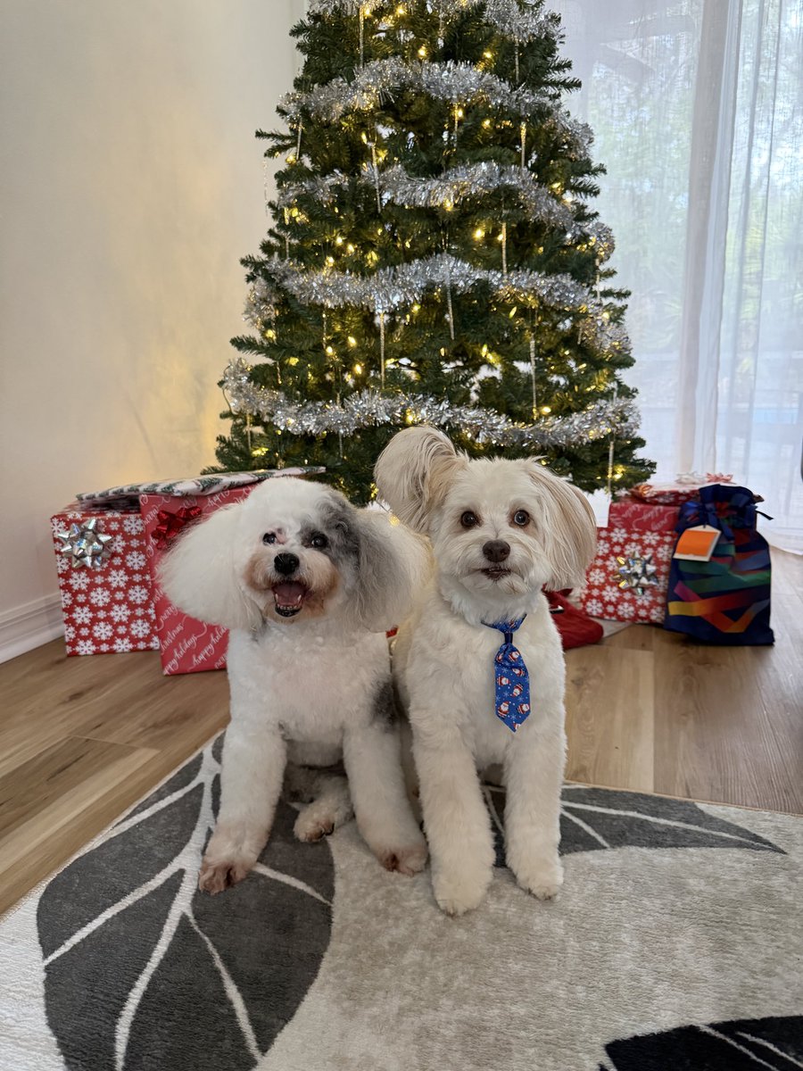 Freshly groomed and ready for Santa Paws! 🎅🏼🎄