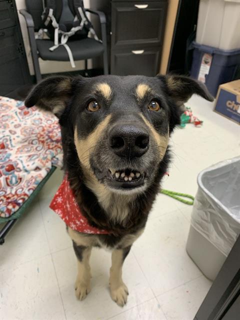 LisaBrabson's tweet photo. 🚨 GEORGIE #A384595 3yo
Absolutely adorable little guy,this baby oozes personality!
That sly,funny grin,those eyebrows,he is such a handsome hunk of love ❤️ 
Very well mannered,intelligent 
PLZ #ADOPT #FOSTER OR #PLEDGE FOR RESCUE ⛑️ #CORPUSCHRISTI 
 https://t.co/zygPUoZzkN… https://t.co/Fphm8yj6Co