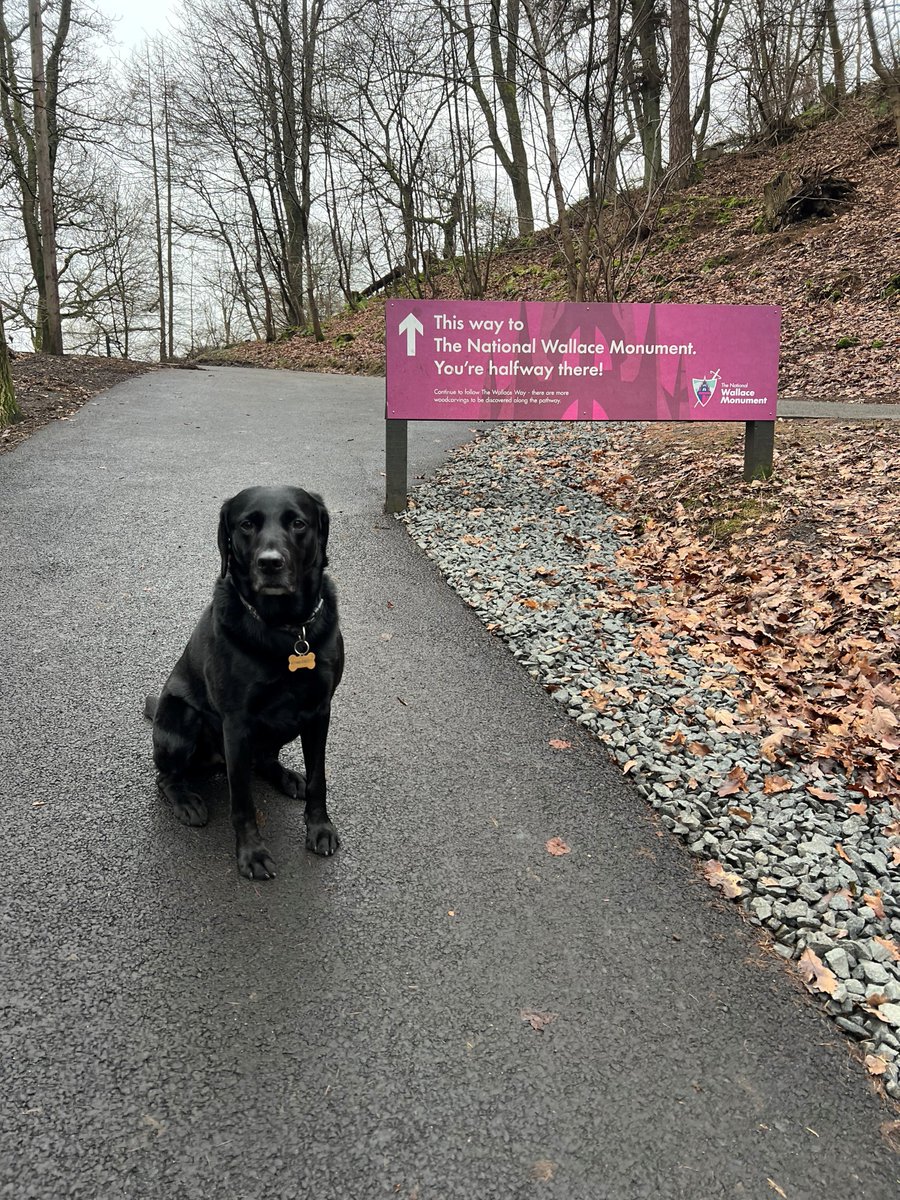 TheWallaceMon's tweet photo. The work on the Abbey Craig walking paths is complete and all are now open! ๐
You wouldn't know by Coal's face ๐ถ but we're very excited and pleased with them. ๐คฉ
Thank you all for your patience. ๐
#ComeExplore #WallaceMonument https://t.co/tAyOk1ovbl