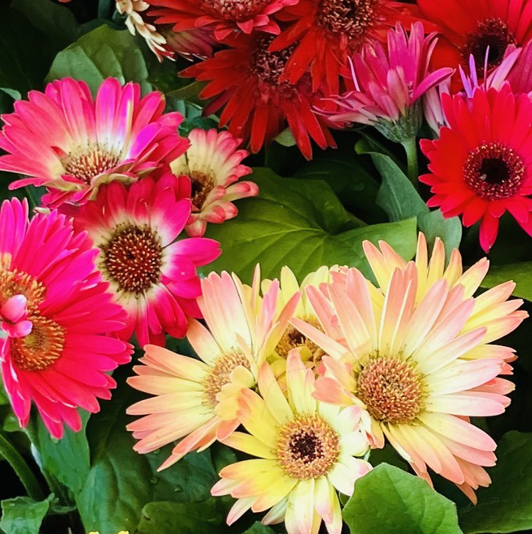 flower yumiさん専用ページ Early access Yumia Costume Code : r/Atelier