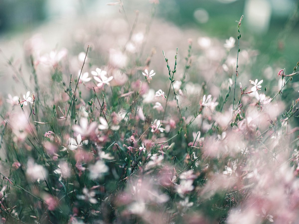 lilhym_'s tweet image. FUJIFILMで撮る休日