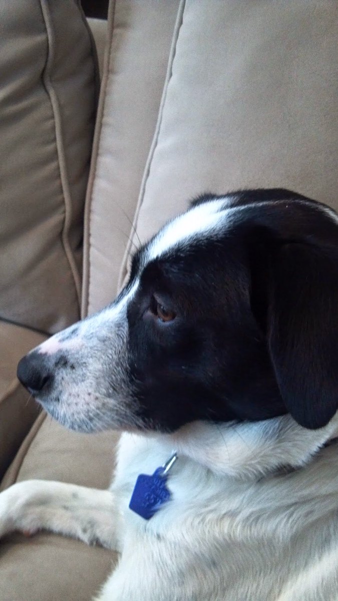 samcac509's tweet photo. My girl went over the rainbow 🌈 yesterday morning. I am shattered. I feel like someone punched me in the gut. It hurts, not just emotionally but physically. I miss her more than words can express. 

15 1/2 years old but the last 4 years she had Cushing disease. I loved taking care of her. Being with her everyday giving her her medication and her red light therapy for her arthritis. She was goodness incarnate!! Just pure love and goodness. I couldn’t wait to come home to her every day to hug and kiss her and give her love and happiness. 
Dear Sammie, I hope you know deep in your souls how much I love you!! I am broken without you!! You were my beautiful girl!! You saved my life more times than I can count 
Rest In Peace my love!! Me sweet sweet girl!!