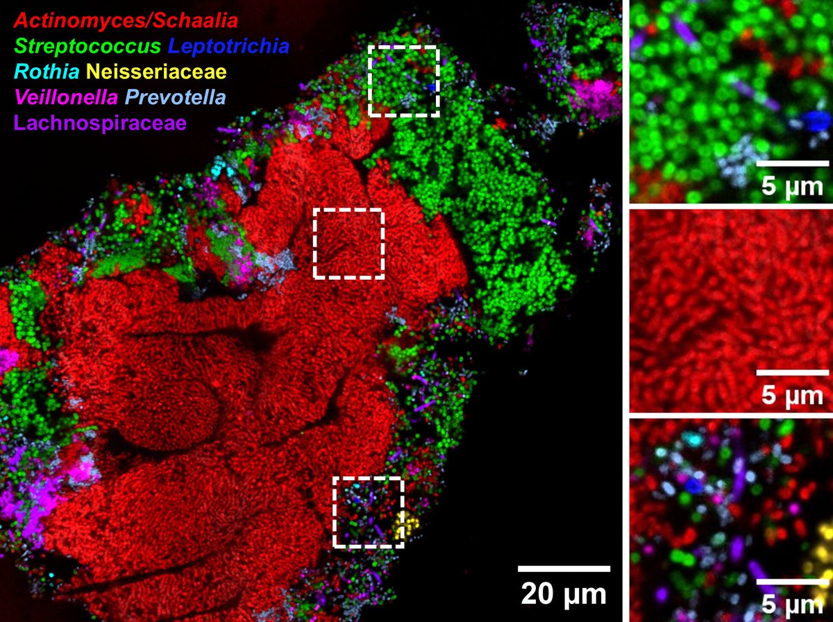 The ADA Forsyth Institute tweet media