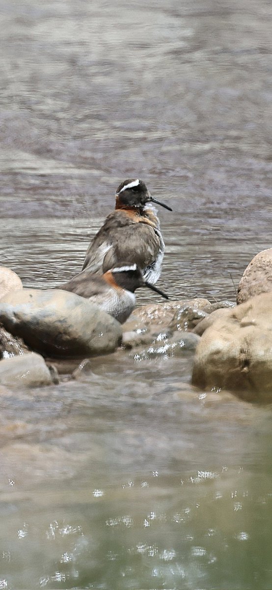 So, a day  behind in posting as now in  Argentina  but my final day in Chilie included a Moustached Turca &amp;  Crag Chilia at El Yesso. A new bird for me was a displaying  White sided Hillstar . Can you spot it ?