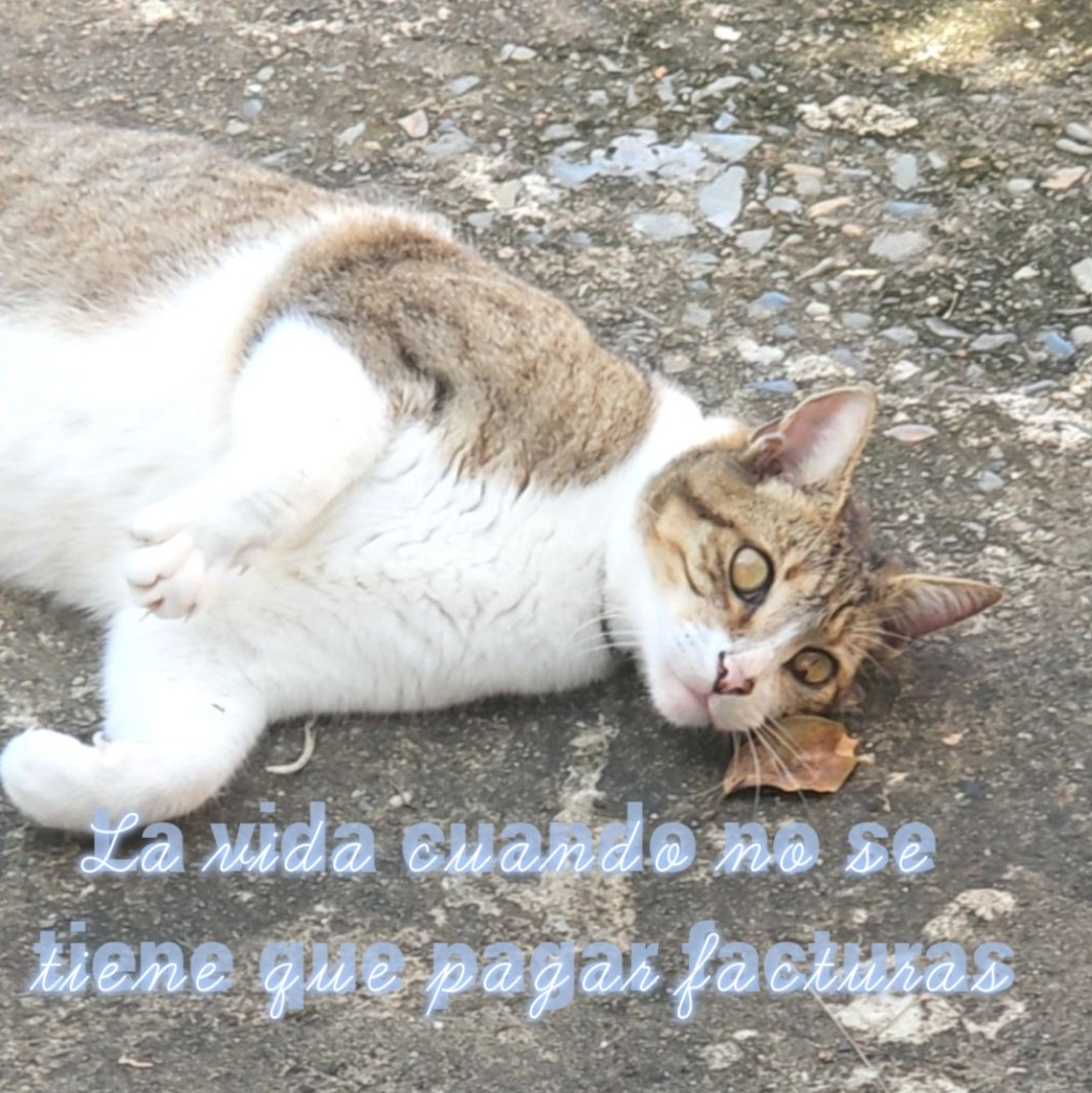Olga Rodríguez tweet media