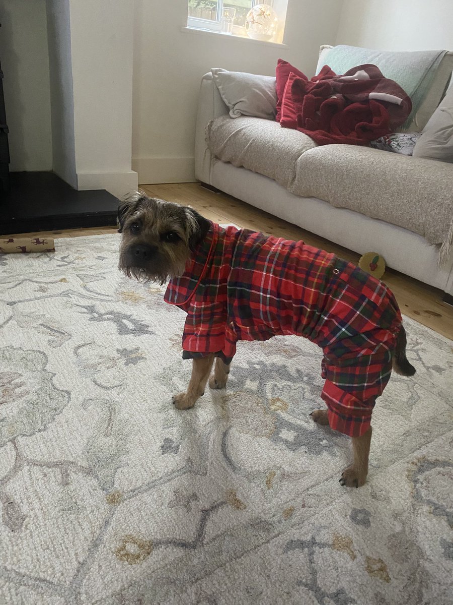 willowborder's tweet image. Not this again! I iz all stiff now! 🎄#btposse