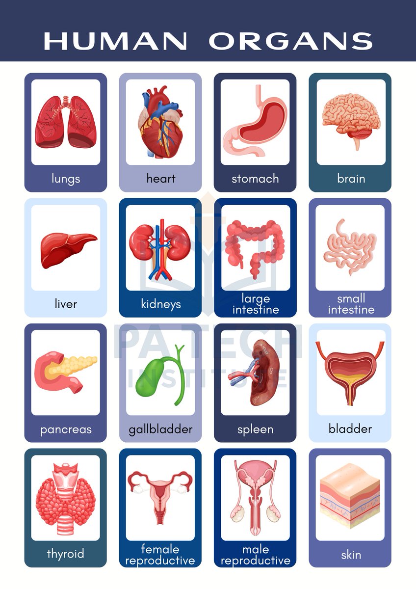 TechInstitutePA's tweet photo. *Human Organ 🫀🫁 🧠*

#fun 
#funfacts 
#PPSC 
#css 
#deepthoughts 
#deeplearning 
#Learning 
#CodeYourLife
#PATechInstitute
#ScienceofUniverse
#LearnToday_LeadTomorrow https://t.co/6lblq6SN8A