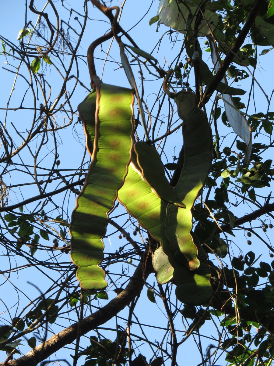 ジャックの豆の木 トムとジェリー ジャックと豆の木 : トムとジェリー | HMV&BOOKS