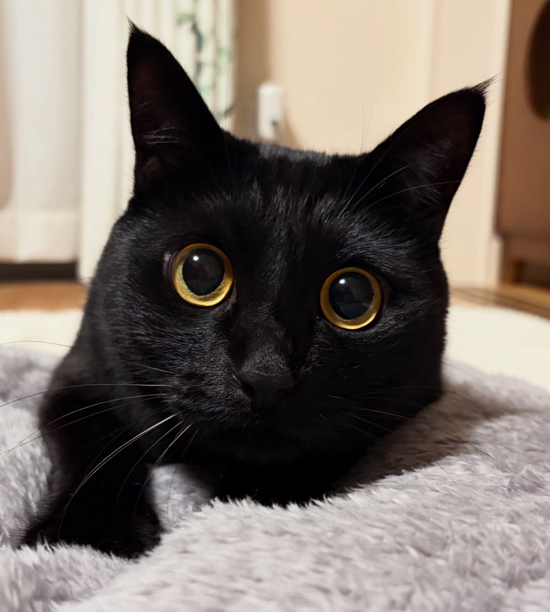 ♡黒猫( ΦωΦ )♡とまとめ 黒猫