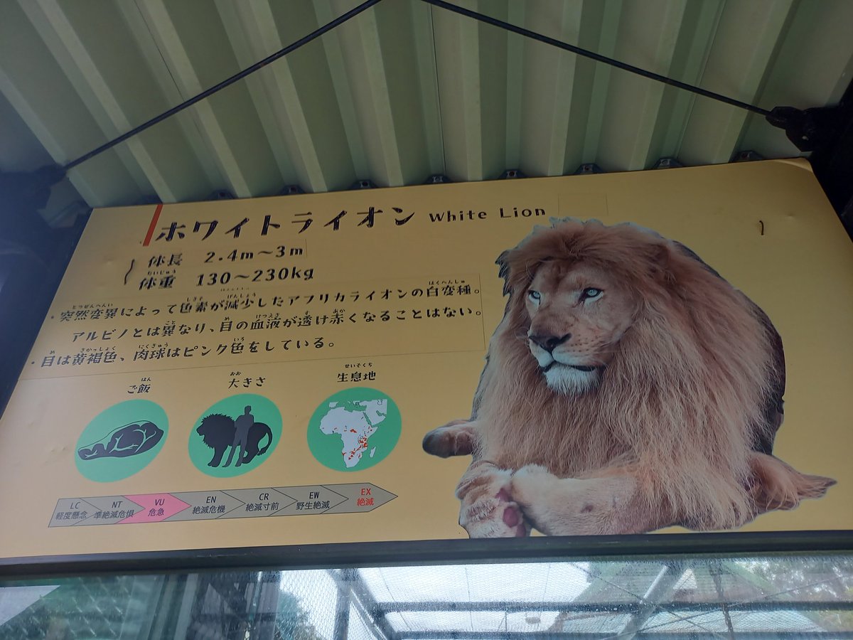 今年は姫センにて念願のホワイトライオンのルイくんに会えました