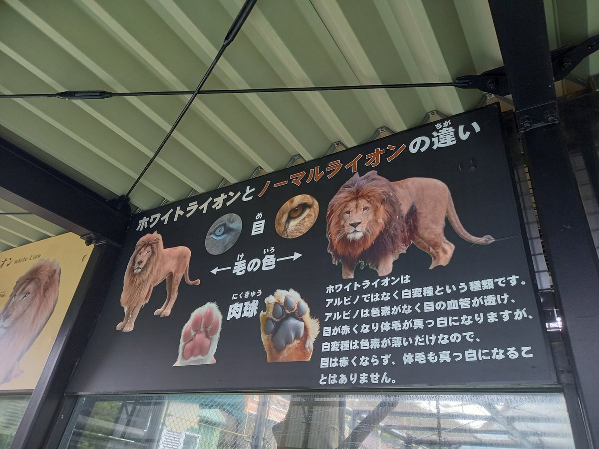 ほわいとらいおんさん 今年は姫センにて念願のホワイトライオンのルイくんに会えました