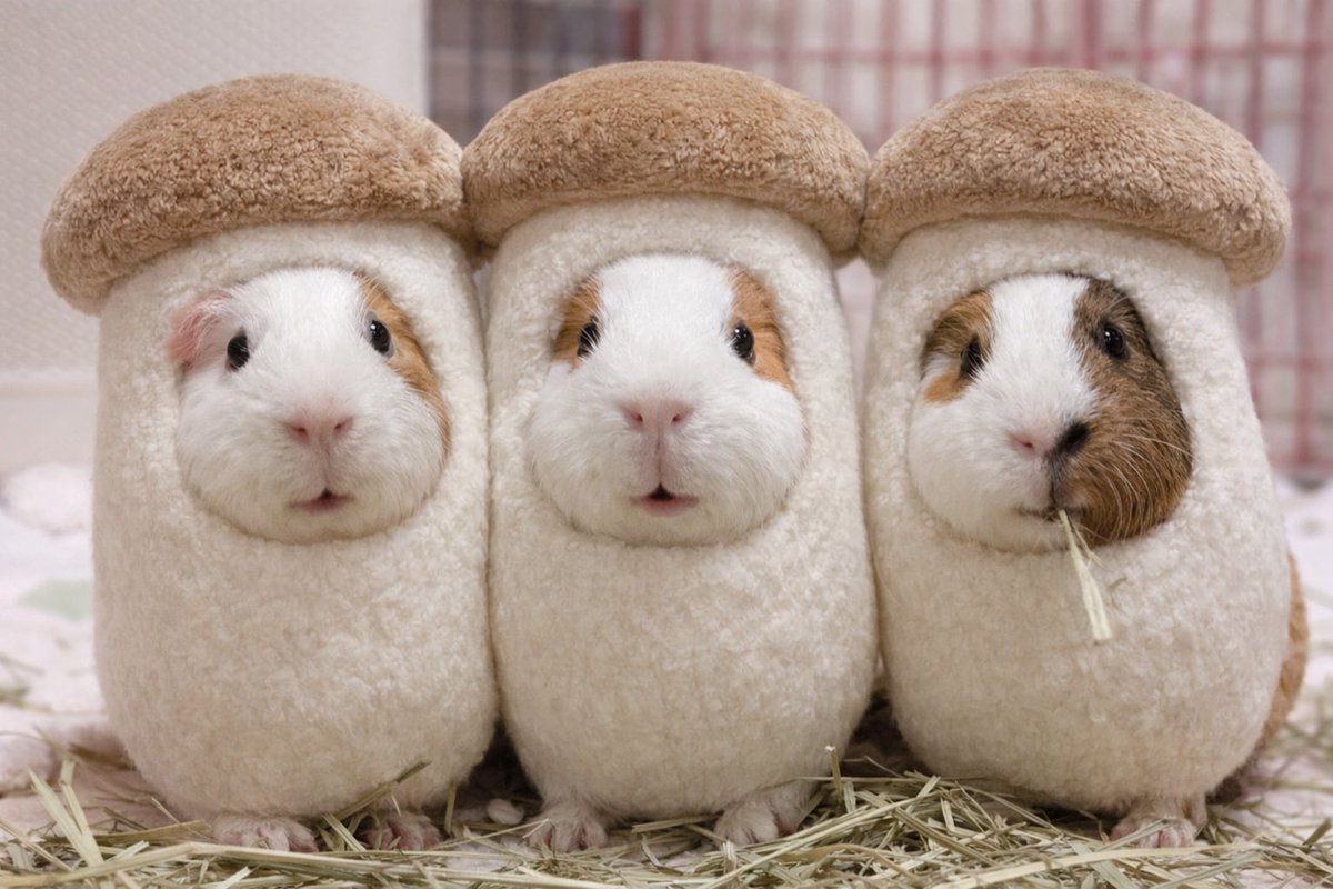 햄콩몽(몽찌 임보중) tweet media